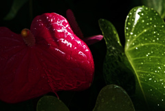 濡れた仏炎苞　IMG0183zz