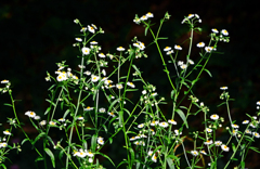  野っ原　P1190809zz