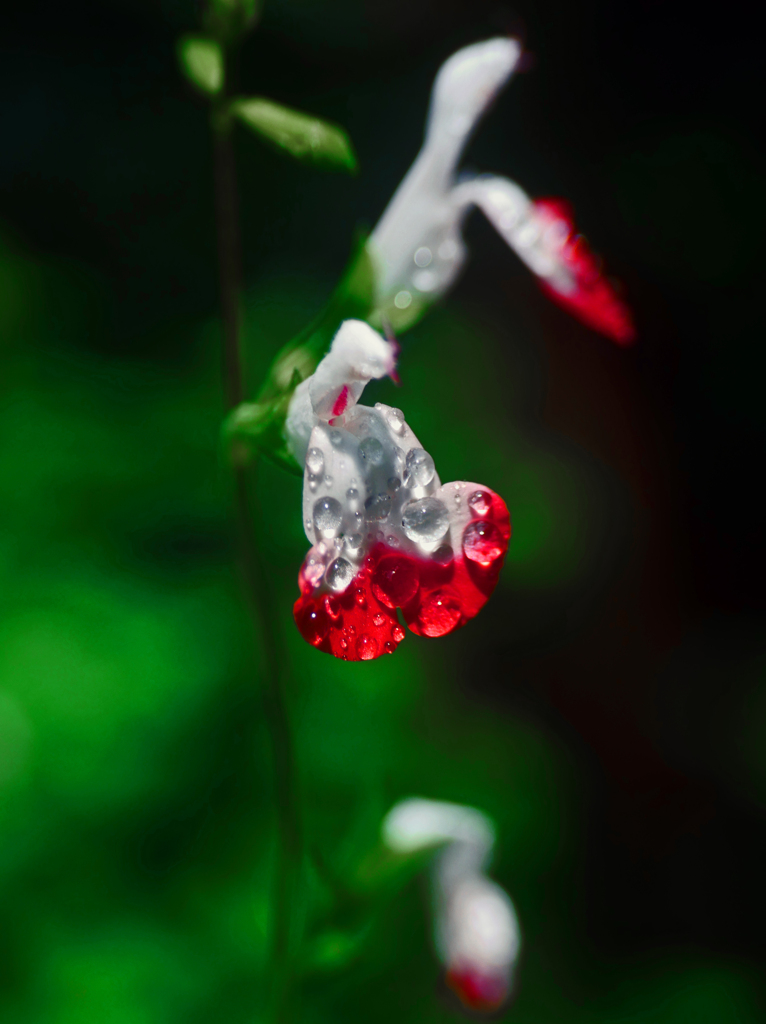 雨の贈り物　P1280390zz