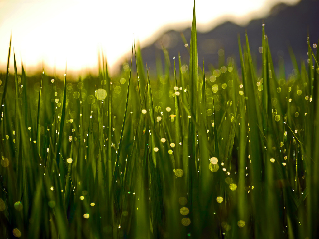 朝露キラキラ　P1360807zz