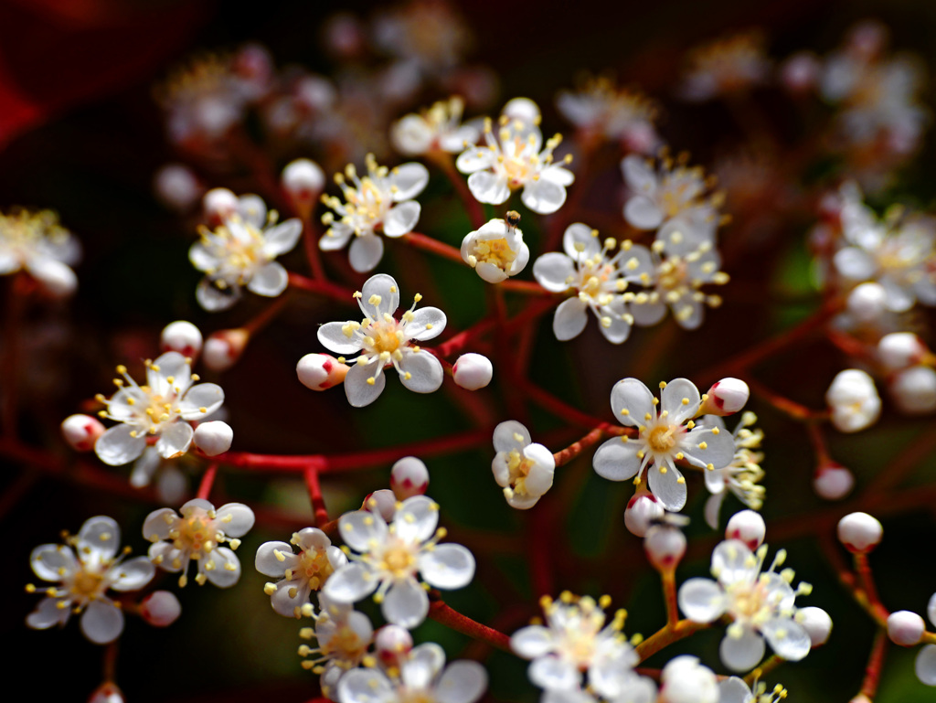 赤い 花軸　P1200140zz