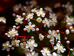 赤い 花軸　P1200140zz