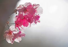 花　影　IMGP3967zz