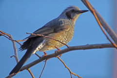 庭に来た鳥　IMGP1020zz