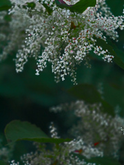 虎杖の花　P1690817zz