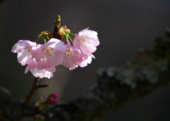 大寒桜　P1100463zz