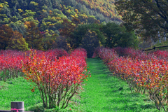 ブルーベリーの紅葉　P1057703zz