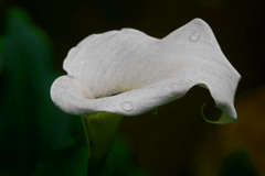 カラー 雨に濡れて　P1190621zz