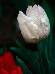 白い花 赤い花　P1130008zz