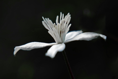 一輪の花　P1210909zz