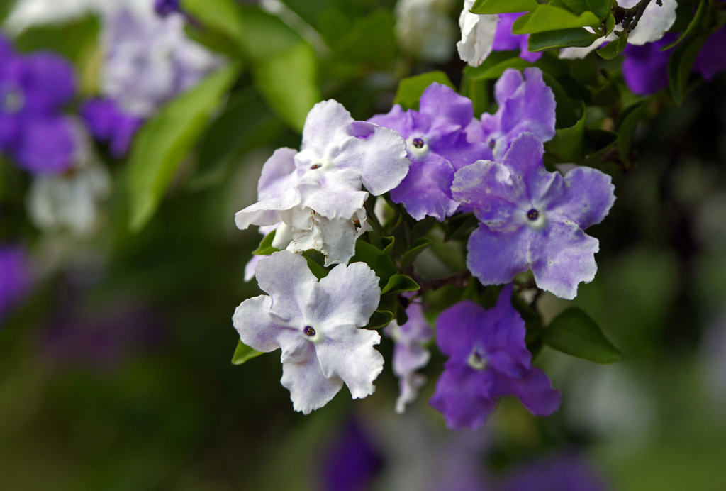 匂蕃茉莉    IMG1734zz