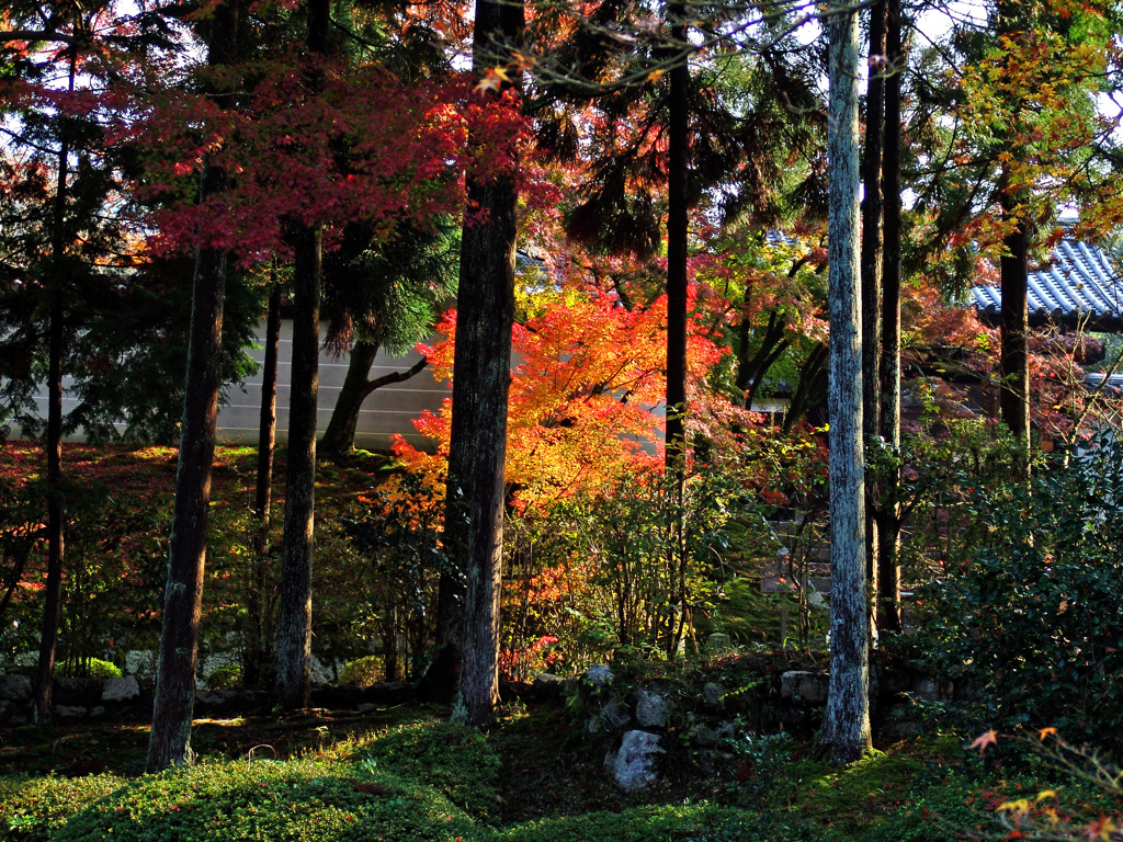 秋の輝き　DSC01380zz