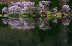 春の幻影　IMGP3186zz