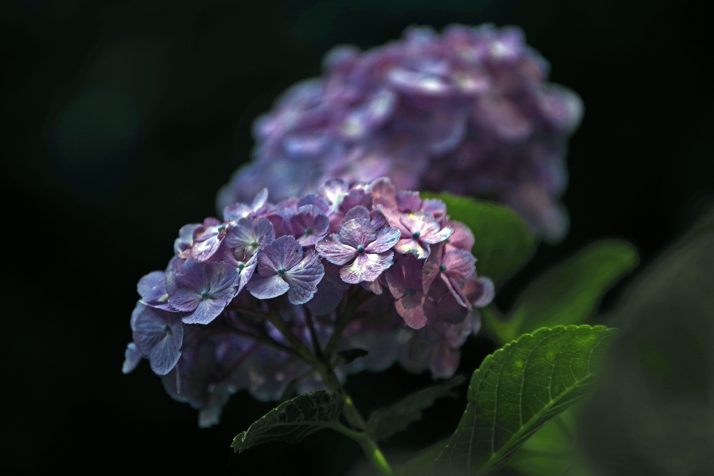 日陰で咲く花　IMGP3058zz