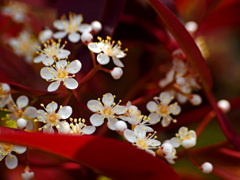 赤い葉　P1200141zz