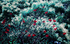 白い花の前の赤い花　P1310865zz