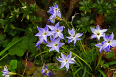 境内で見かけた花　P1460026zz