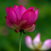 赤い蓮花　_IGP7147zz