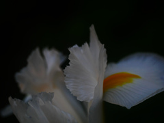 清楚な輝き　　P1180935zz
