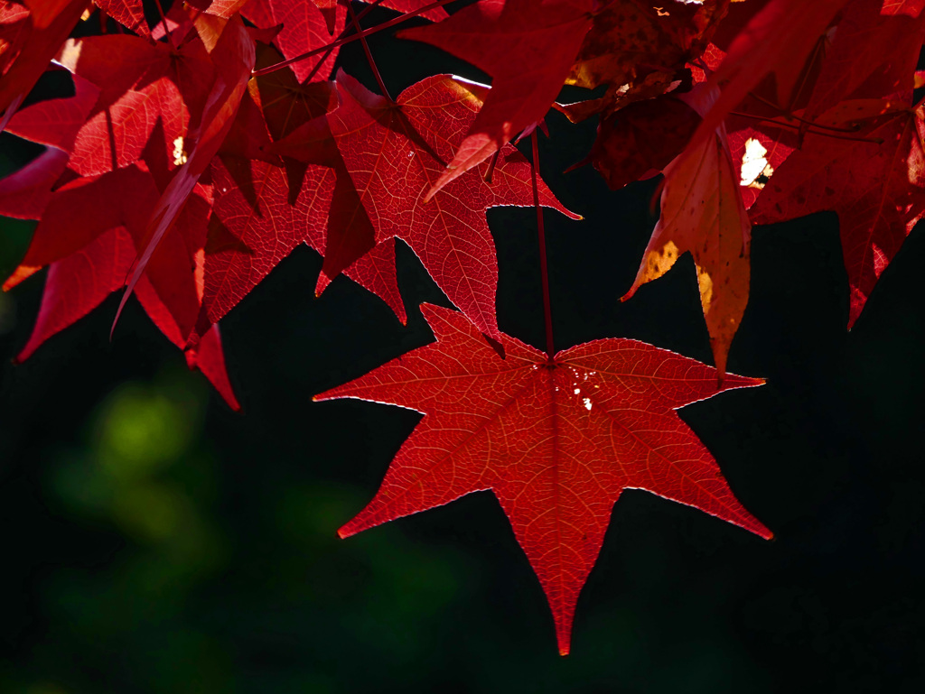 モミジバフウ　P1790350zz