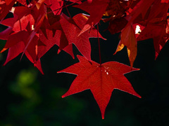 モミジバフウ　P1790350zz