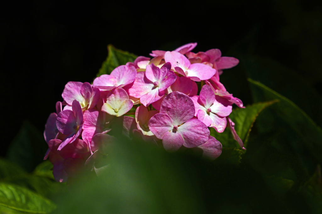 紫陽花　P1086577zz