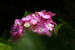 紫陽花　P1086577zz