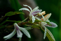 雨の賜物　IMGP7783zz