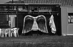 天使の翅　P1220617zz