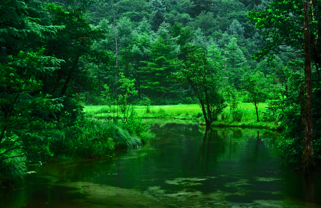 Green garden　IMGP4994zz