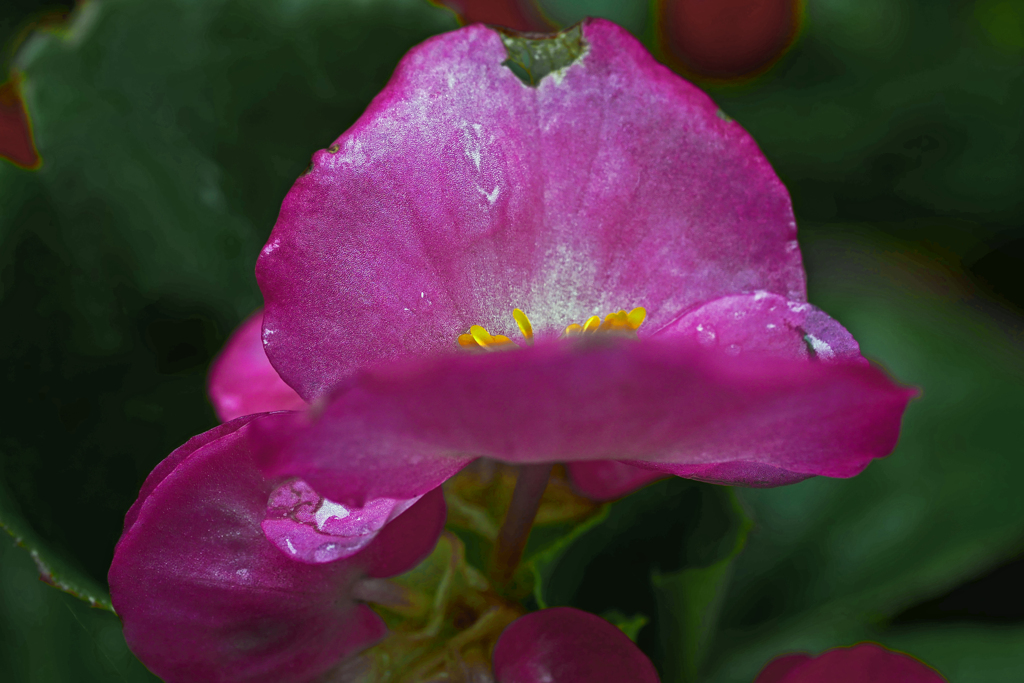 瑞々しい花　P1390778zz