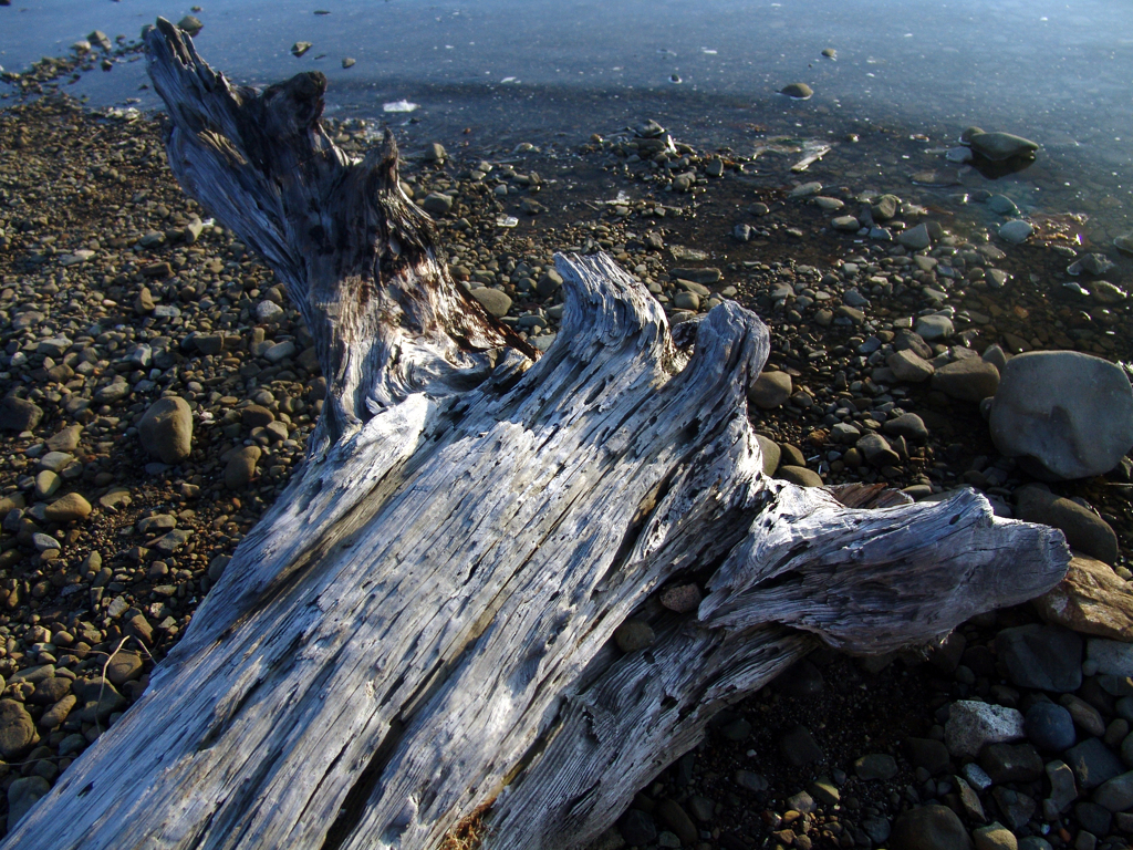 流木　DSC08751