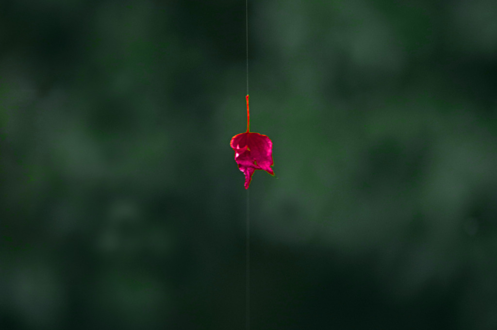 午後の陽　IMGP9924zz