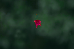 午後の陽　IMGP9924zz