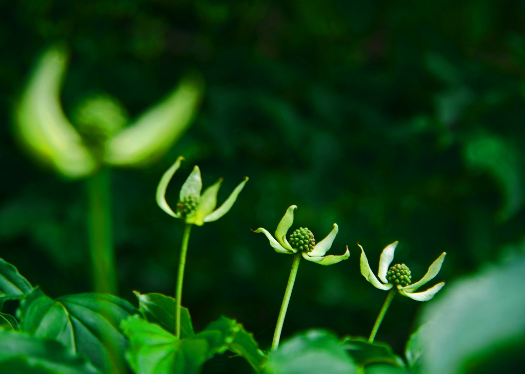 カルテット　P1160981zz