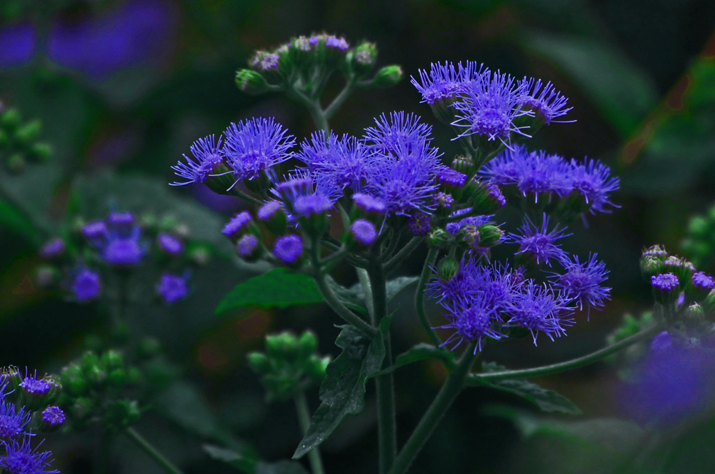 紫の花　P1670947zz