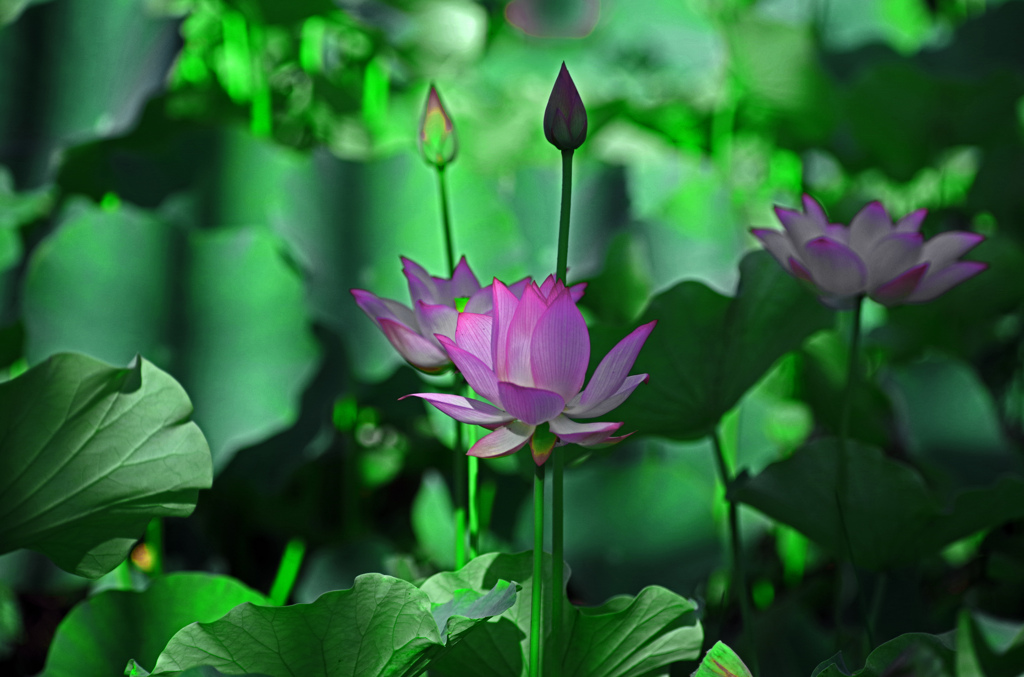 深緑の中で　IMGP4132zz