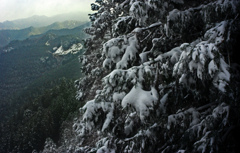 梢の雪　IMGP3275zz