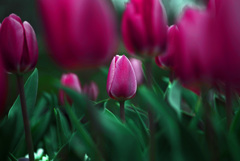 紅色のチューリップ　IMGP3441zz