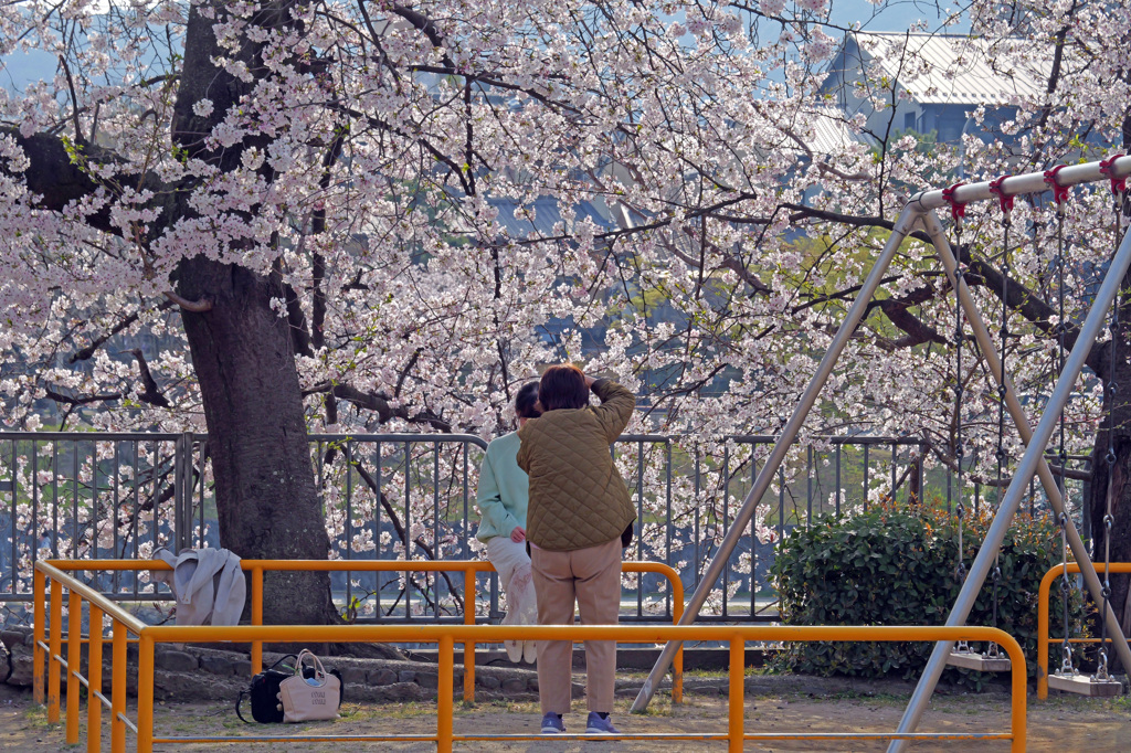 先斗町公園の朝　P1062229zz
