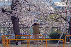 先斗町公園の朝　P1062229zz