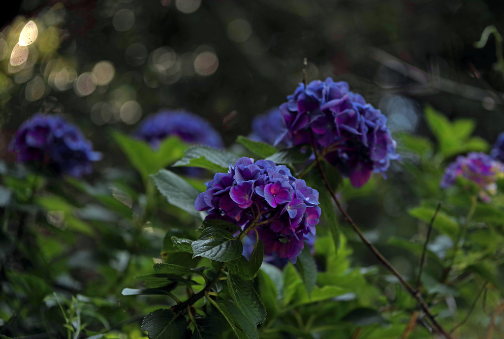 暗く深い青色　IMGP2750zz