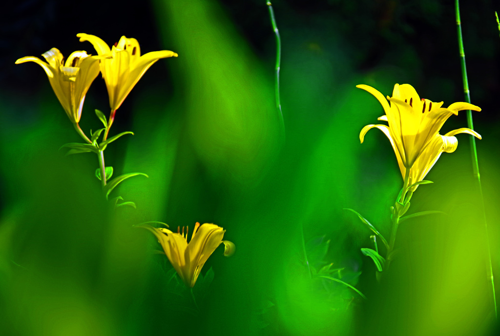 垣間見る花　IMGP2655zz