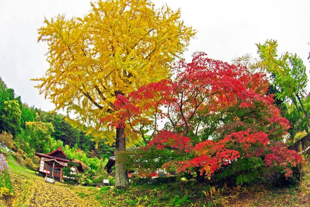 長福寺の大銀杏 IMGP0718zz
