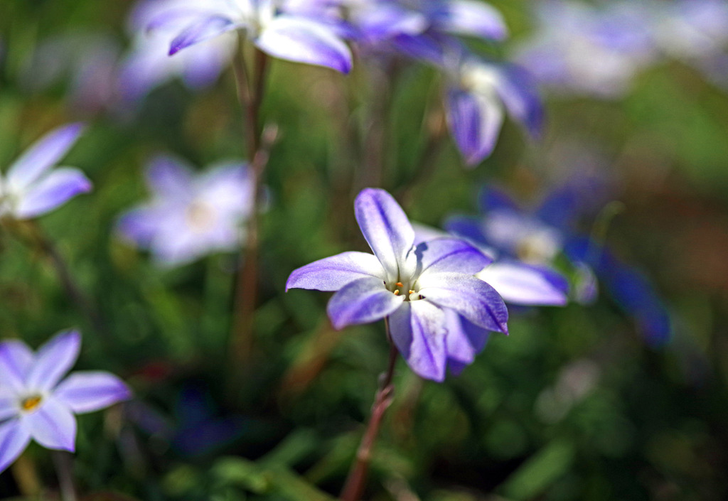 野に咲く花　IMGP3218zz