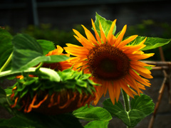 夏バテ　P1360693zz