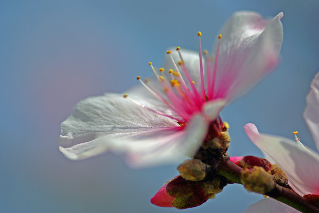 清楚な花　IMGP0200zz