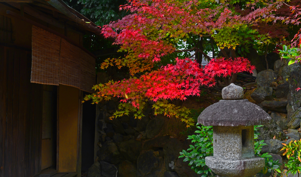 古都 庭先の秋　P1125930zz
