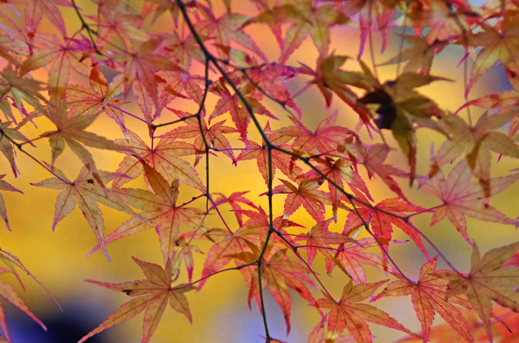 紅の煌めき　IMG2316zz