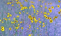 野辺に咲く黄色き花　IMG8759zz